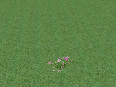花草 花坛花草