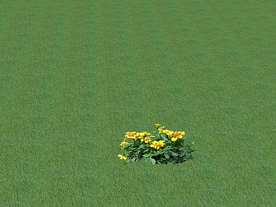 花草 花坛花草
