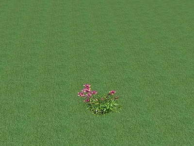 花草 花坛花草