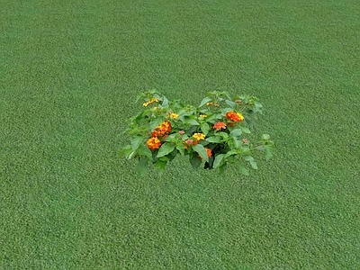 花草 花坛花草