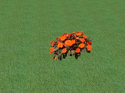 花草 花坛花草