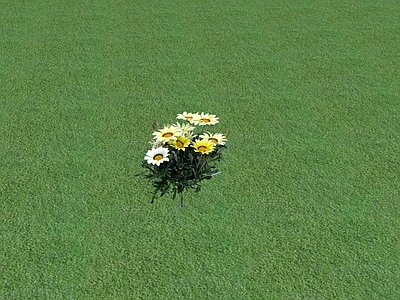 花草 花坛花草