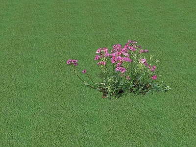 花草 花坛花草
