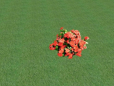 花草 花坛花草