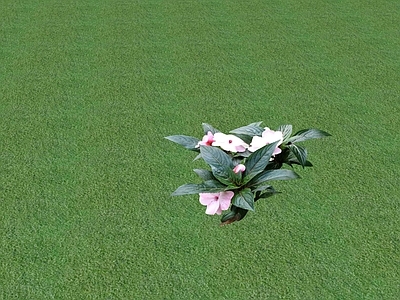 花草 花坛花草