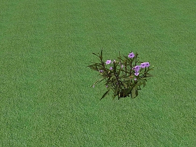 花草 花坛花草
