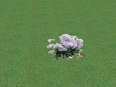 花草 花坛花草