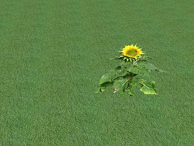 花草 花坛花草