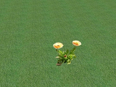 花草 花坛花草