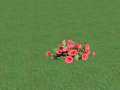 花草 花坛花草