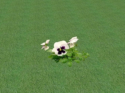 花草 花坛花草