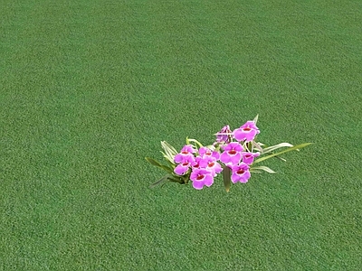 花草 花坛花草