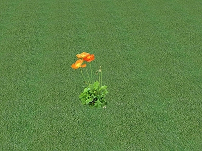 花草 花坛花草