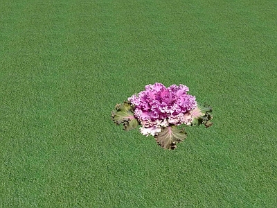 花草 花坛花草