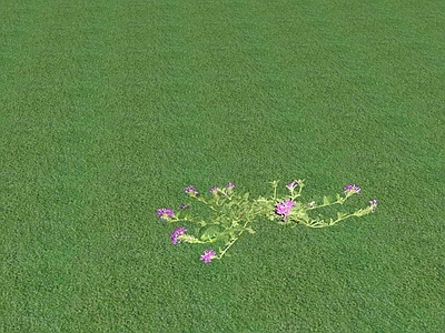 花草 花坛花草