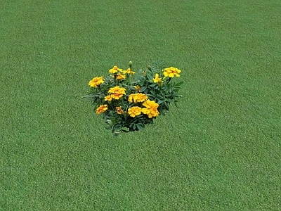 花草 花坛花草