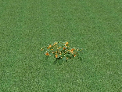花草 花坛花草
