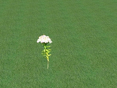 花草 花坛花草