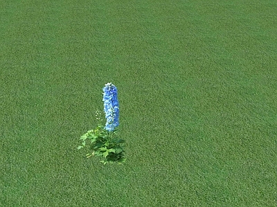 花草 花坛花草