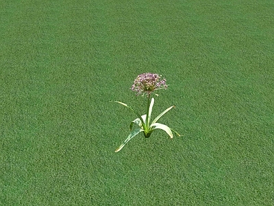 花草 花坛花草