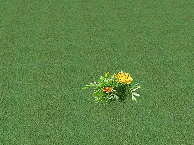 花草 花坛花草