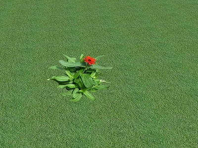 花草 花坛花草