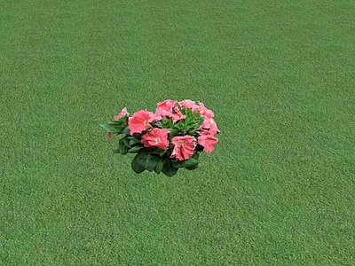 花草 花坛花草