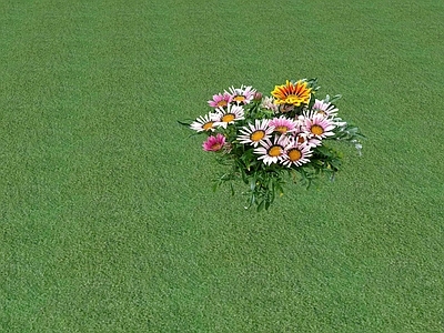 花草 草坪