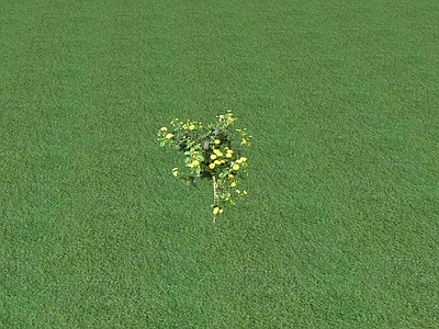 花草 花坛花草