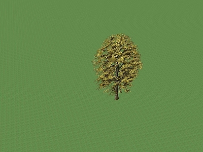 乔木 景观树