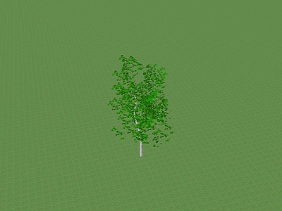乔木 景观树