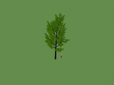 乔木 景观树