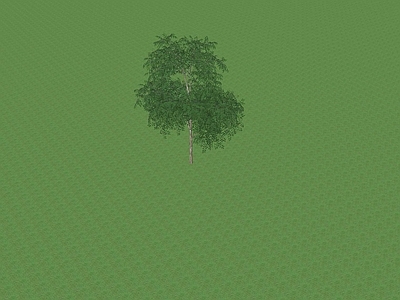 乔木 树池乔木
