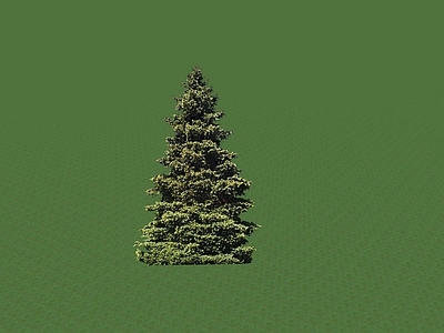 乔木 景观树