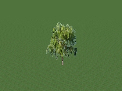 乔木 景观树
