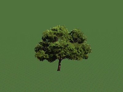 乔木 树池乔木 景观树