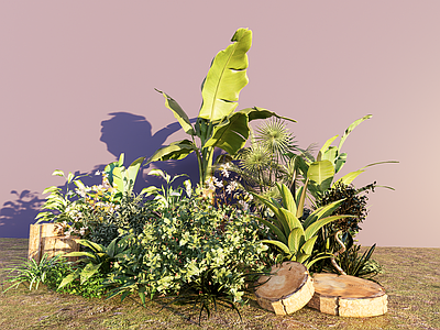 植物组合 盆栽组合 树池植物组合