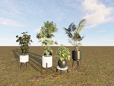 植物组合 树池植物组合 盆栽组合