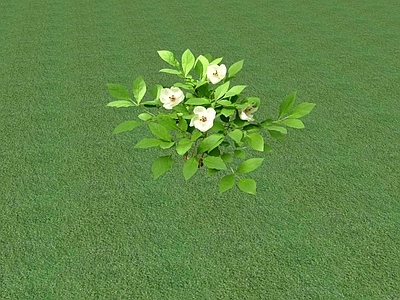 2D乔木 景观树