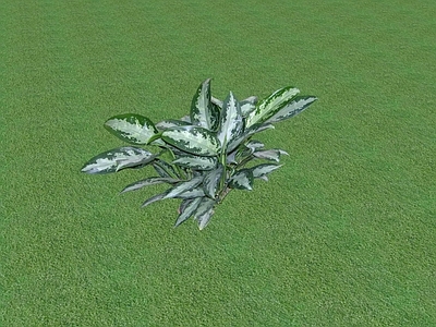 花草 花坛花草