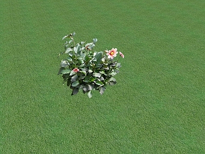 花草 花架花草