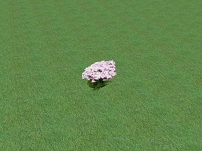 花草 草坪