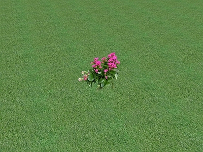 花草 草坪