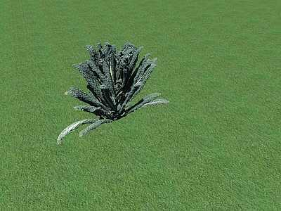 花草 花坛花草