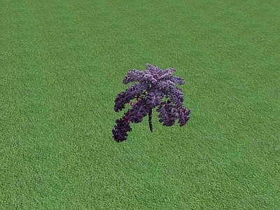 花草 花坛花草