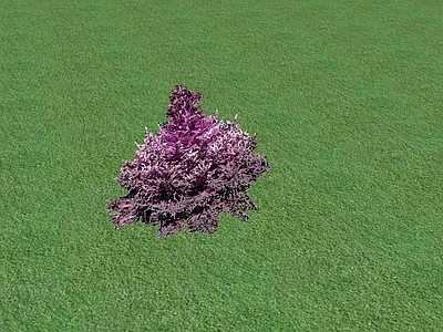 花草 花坛花草