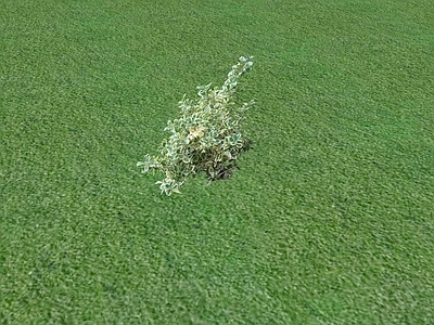 花草 花坛花草