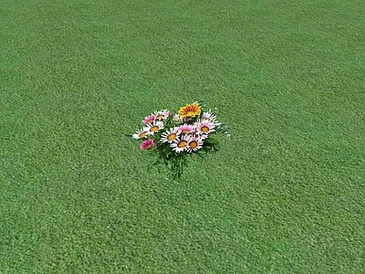 花草 花坛花草