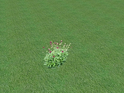 花草 花坛花草