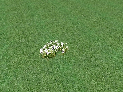 花草 花坛花草